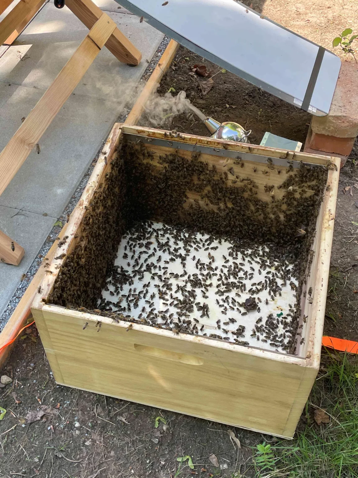 Bienen_2