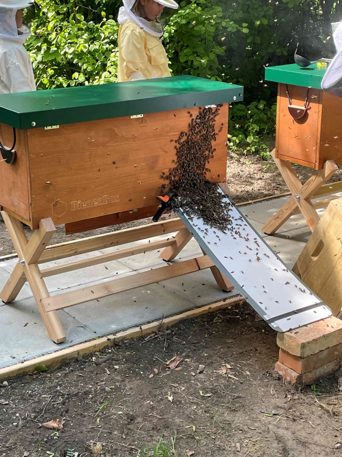 Bienen_4