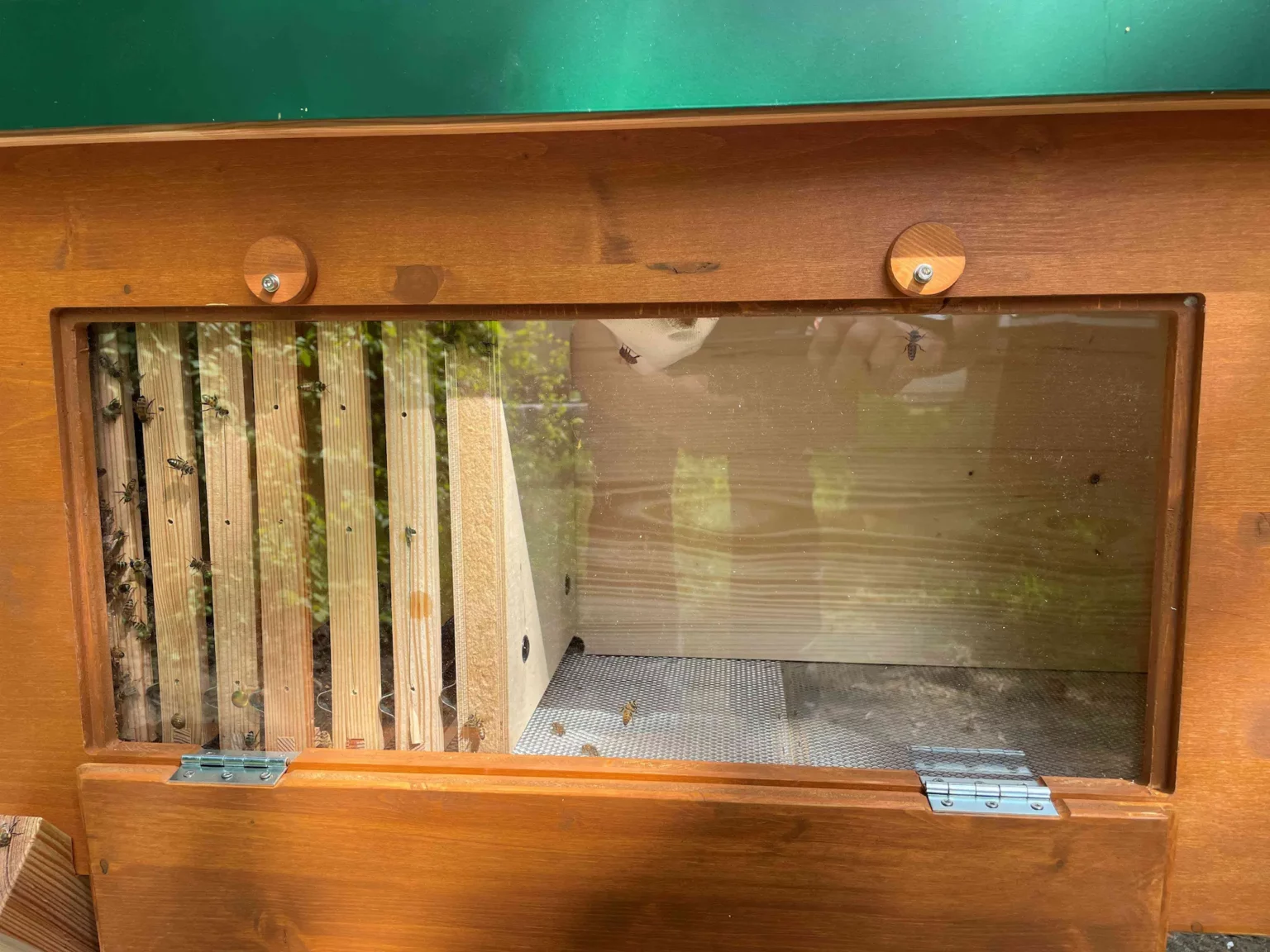 Bienen_5